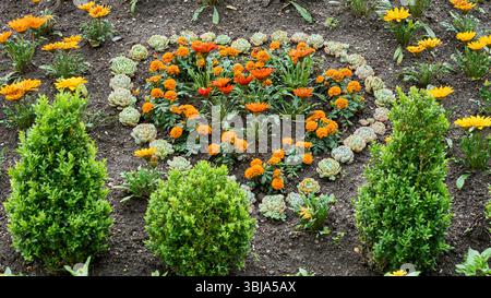 Parterre de fleurs en forme de cœur avec des soucis et des succulentes fleurissant dans un design de jardin vibrant sur un sol frais. Banque D'Images