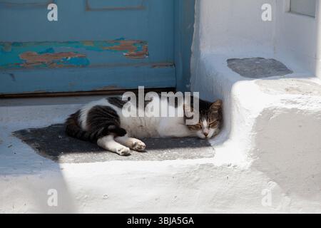 Chat dans la porte, Mykonos, Grèce Banque D'Images