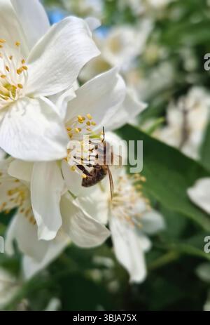 Abeille de miel recueillant diligemment le pollen des étamines jaunes vibrantes d'une fleur blanche Mock Orange (Philadelphus) Banque D'Images