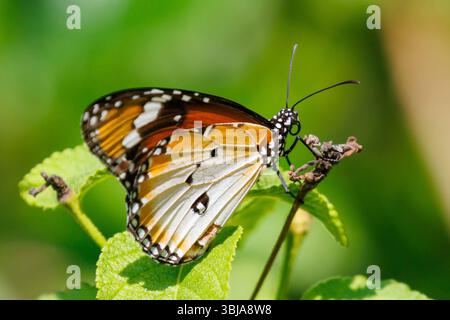 Papillon tigre, Danaus chrysippus Singapour Banque D'Images
