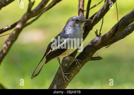 Magpie-robin oriental, Copsychus saularis Singapour Banque D'Images