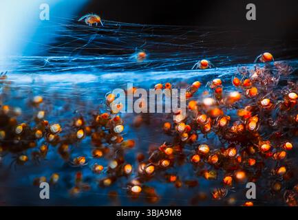 Bébés araignées suspendues dans des fils de soie à partir de sangles denses. Macro d'araignées nouvellement hachurées accrochées aux brins de toile. Banque D'Images