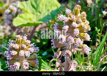 Butterbur (petasites hybridus), proche de la grosse tige de fleur mâle ou inflorescence produite par la plante au printemps. Banque D'Images