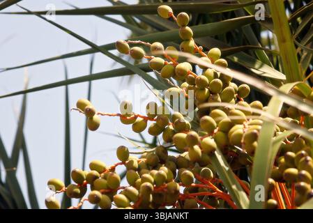 Des grappes de petites dattes vertes pendent des branches de palmiers contre un ciel bleu vif, créant une atmosphère tropicale animée avec un accent sur le beau temps de la nature Banque D'Images