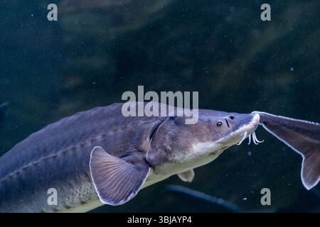 L'esturgeon nage gracieusement dans un Aquarium Habitat clair mettant en valeur ses caractéristiques uniques et sa beauté naturelle Banque D'Images