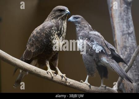 La buzzard commune, Buteo buteo oiseau de proie Accipitridae Banque D'Images