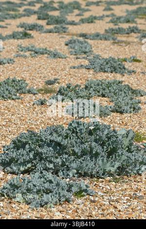Feuillage bleu / vert de Crambe maritima / chou frisé de mer sur la plage de galets au Royaume-Uni mai Banque D'Images