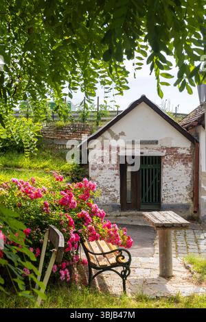 Banc en bois et table dans un jardin avec des roses roses devant une ancienne maison abandonnée Banque D'Images