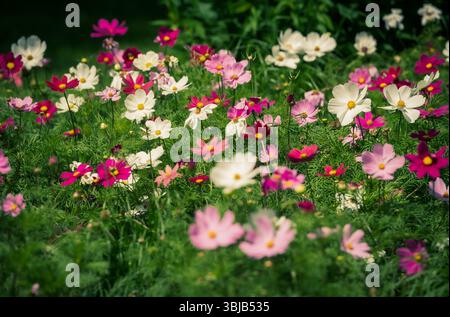 Pelouse verte avec une belle composition de fleurs cosmos, blanc, rose, fuchsia, violet Banque D'Images