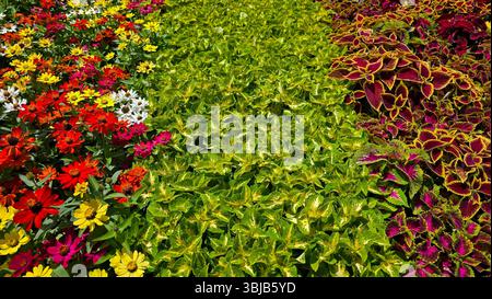 Parterre de fleurs ornementales présente des masses de fleurs de zinnia en rouge, jaune, blanc et rose, bordé par un vert vif et Bordeaux coleus Banque D'Images