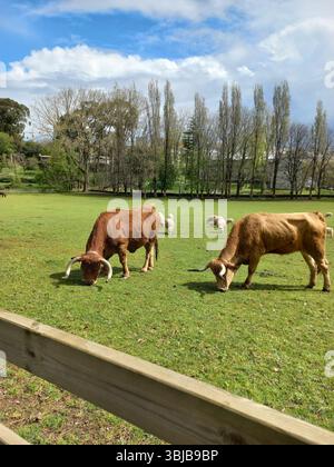Gros plan de deux vaches à cornes mangeant de l'herbe aux côtés d'un troupeau de moutons sur un champ de ferme entouré d'arbres sous un ciel partiellement nuageux Banque D'Images