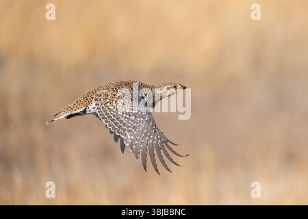 Tétras à queue tranchante (Tympanuchus phasianellus) volant, tétras de feu, Ouest et Nord-Ouest de l'Amérique du Nord, par Dominique Braud/Dembinsky photo Assoc Banque D'Images