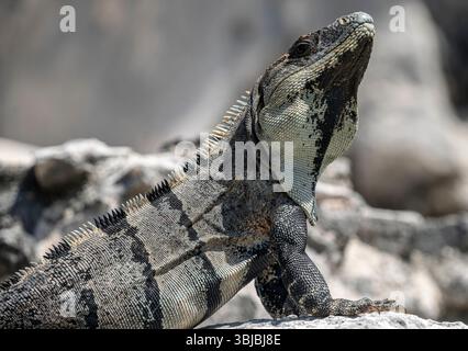 Portrait en noir et blanc d'un iguane à queue épineuse reposant sur des rochers sur le site archéologique de Tulum dans la péninsule du Yucatan au Mexique. Banque D'Images