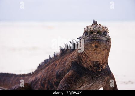 Iguane marin regardant dans la caméra sur la plage. Reptile préhistorique unique Banque D'Images