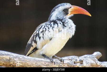 Portrait de Hornbill à bec rouge du Nord. Tockus erythrorhynchus Banque D'Images