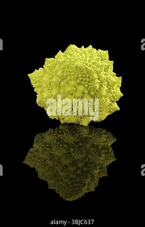 Brocoli Romanesco isolé sur fond noir. Manger des légumes sains Banque D'Images