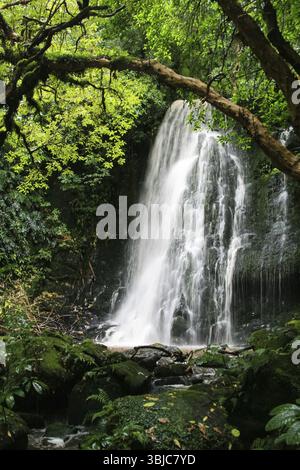 Sur une cascade de la rivière de montagne. Paysages de la Nouvelle Zélande Banque D'Images