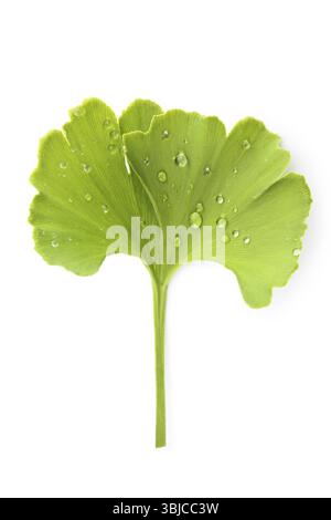 Feuille de ginkgo biloba vert frais avec des gouttes de rosée isolées sur fond blanc, vue de dessus. Concept de mode de vie sain Banque D'Images