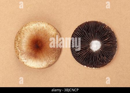 Psilocybe cubensis frais sur fond beige. Champignons psychédéliques hallucinogènes. Médecine alternative Banque D'Images