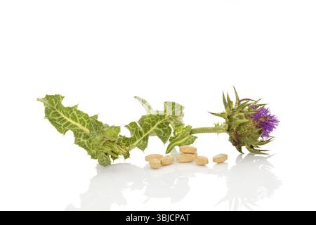 Remède à la fleur de chardon-lait. Fleur de chardon au lait avec des pilules de supplément nutritionnel isolé sur fond blanc. Plante médicinale Banque D'Images
