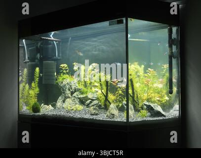 Bel aquarium tropical d'eau douce planté avec des poissons. Aquascape Banque D'Images