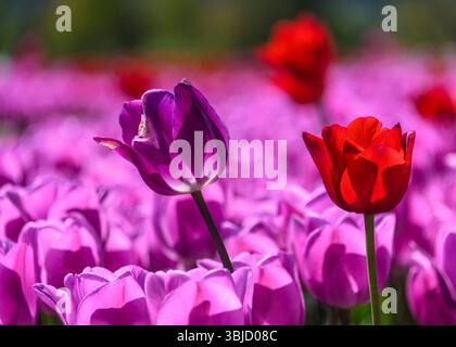Une belle exposition printanière de tulipes présente des fleurs rouges et violettes florissantes dans un vaste champ extérieur. Les fleurs créent un landsca magnifique et vibrant Banque D'Images