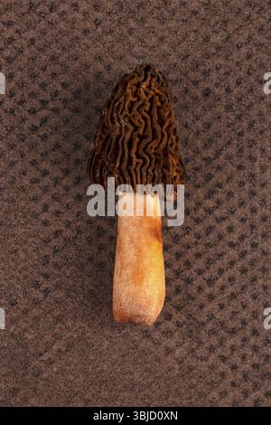 Champignon frais Verpa bohemica - champignon comestible et délicieux. Morille précoce ou capuchon de dé froissé sur fond brun Banque D'Images