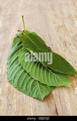 Feuilles de kratom fraîches sur la table en bois Banque D'Images