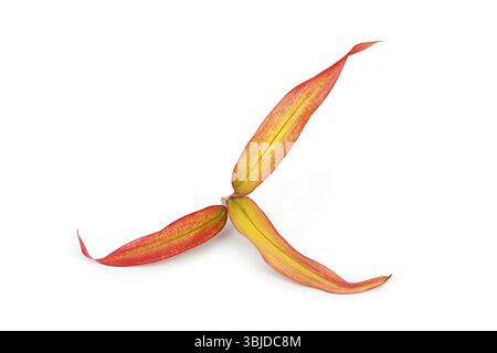 Cordyline fruticosa, plante bonne chance, palmier lili ou feuilles de feu chinoises isolées sur fond blanc. Plante médicinale Banque D'Images