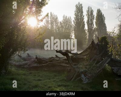 Souche d'arbre à Abbey Fields, Abingdon, au lever du soleil. Le réchauffement climatique et les changements climatiques qui en découlent augmentent la fréquence des conditions météorologiques extrêmes World-W. Banque D'Images
