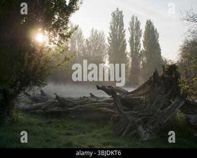 Souche d'arbre à Abbey Fields, Abingdon, au lever du soleil. Le réchauffement climatique et les changements climatiques qui en découlent augmentent la fréquence des conditions météorologiques extrêmes World-W. Banque D'Images