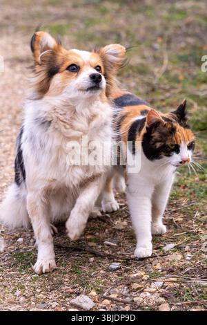 Chat et chien errants avec fourrure assortie – meilleurs amis improbables en extérieur Banque D'Images