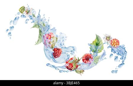 Framboise baies de jardin mûres volant dans les éclaboussures d'eau feuilles de fleurs, dewberry cloudberry mûrier loganberry, gouttes de rosée humide. Isolé Banque D'Images