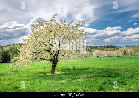 Printemps pittoresque avec un cerisier à fleurs blanches Banque D'Images