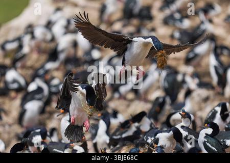 Imperial Shag (Phalacrocorax atriceps albiventer) débarquant sur la côte de l'île Carcass, dans les îles Falkland Banque D'Images