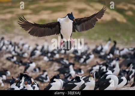 Imperial Shag (Phalacrocorax atriceps albiventer) débarquant sur la côte de l'île Carcass, dans les îles Falkland Banque D'Images