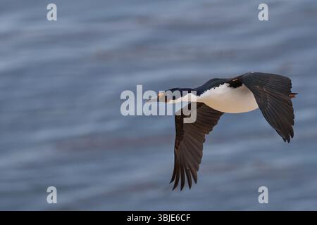 Imperial Shag (Phalacrocorax atriceps albiventer) débarquant sur la côte de l'île Carcass, dans les îles Falkland Banque D'Images