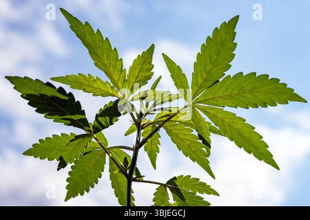 jeune plante de cannabis à la fenêtre Banque D'Images