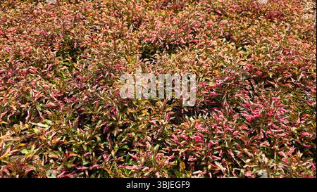 Alternanthera Purple Knight, également appelé joyweed et plante calico, forme un tapis dense de feuilles de bronze-violet avec des reflets roses, utilisé comme coloré Banque D'Images