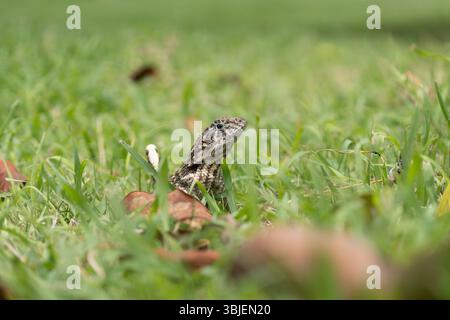 Lézard à queue frisée du Nord (leiocephalus carinatus) regardant de l'herbe à Cuba, Caraïbes Banque D'Images