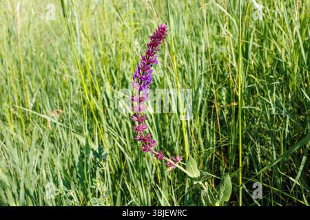 Une seule fleur de sauge de prairie violette (Salvia pratensis) se dresse au milieu d'herbes vertes denses, éclairées par la lumière chaude du soleil. Banque D'Images