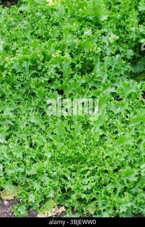 Cichorium endivia Pancalieri, endive Pancalieri, endive ornementale, feuilles extérieures frisées Banque D'Images
