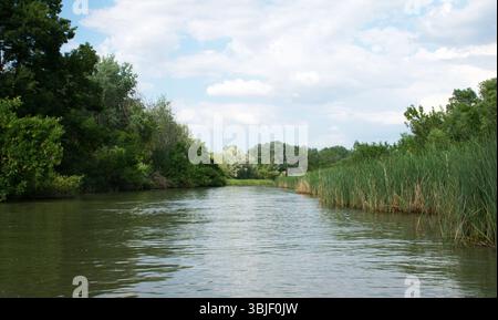 Calme lac Tisza coule, arbres verdoyants et grands roseaux dans une forêt humide paisible. Tranquillité de la nature sur une journée d'été lumineuse. Dense sauvage. Banque D'Images