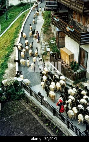 Les chèvres à col noir du Valais sont conduites à travers Zermatt VS lors de la traditionnelle parade 'Geissenkehr'. Valais, Suisse, vers 1980 Banque D'Images