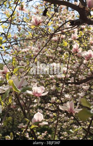 Abondante Magnolia rose fleurit à la lumière du soleil, Springtime Magnolia Tree en pleine floraison, Soft Pink Magnolia Flowers contre Sunny Sky Banque D'Images