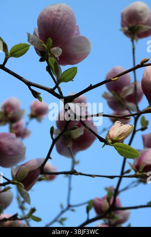 Magnolia Canopy Against Blue, Spring Magnolias atteignant Skyward, Pink Blooms Under Clear Sky, regard vers le haut sur Spring Magnolias Banque D'Images