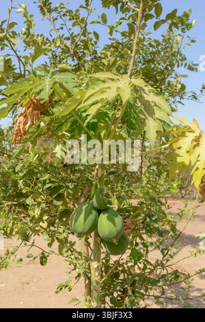 Papayes (Carica papaya) poussant sur un arbre au Sénégal, Afrique de l'Ouest Banque D'Images