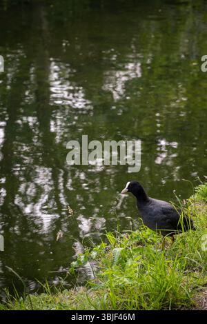 Un coot debout au bord du Grand Union canal à Southall à Londres, Royaume-Uni. Coot eurasien (Fulica atra). Banque D'Images