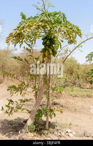 Papayes (Carica papaya) poussant sur un arbre au Sénégal, Afrique de l'Ouest Banque D'Images