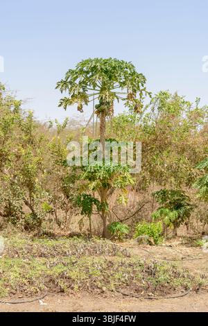 Papayes (Carica papaya) poussant sur un arbre au Sénégal, Afrique de l'Ouest Banque D'Images